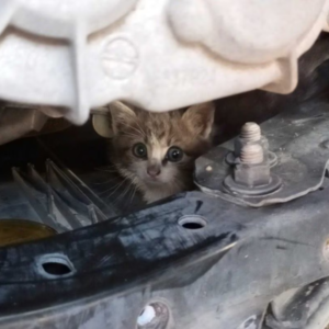 Gatto percorre trenta chilometri nel motore dell’auto del sindaco Mario Agnelli. Adesso sta bene e ha trovato una nuova casa. 