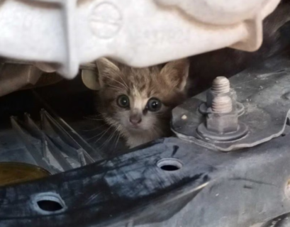 Gatto percorre trenta chilometri nel motore dell’auto del sindaco Mario Agnelli. Adesso sta bene e ha trovato una nuova casa. 