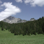 Cinquecentomila alberi di Natale ogni anno provengono dalla Toscana. Questo settore impatta positivamente l’economia e la sostenibilità del Paese. 